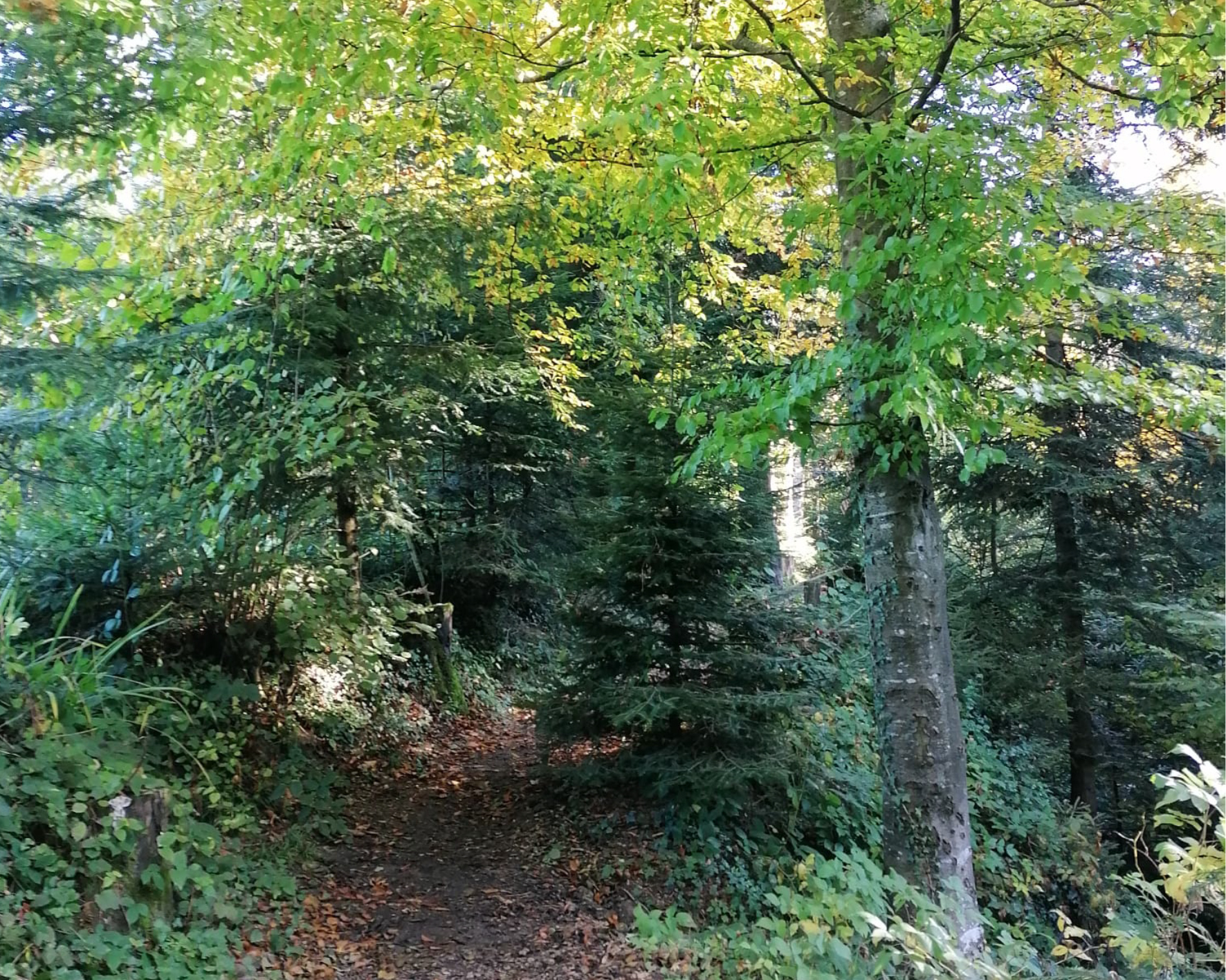 Waldweg — Live your Life
